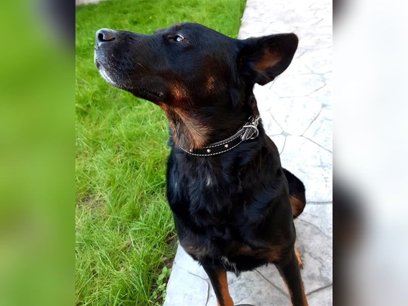 Jessy - sportlich und schlau