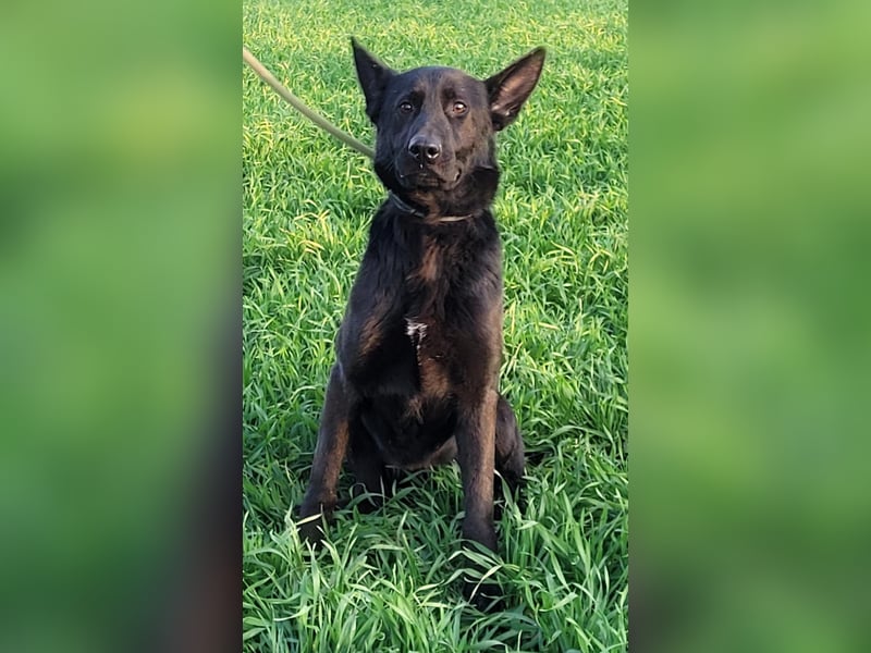 Himerra - schlau und lernwillig