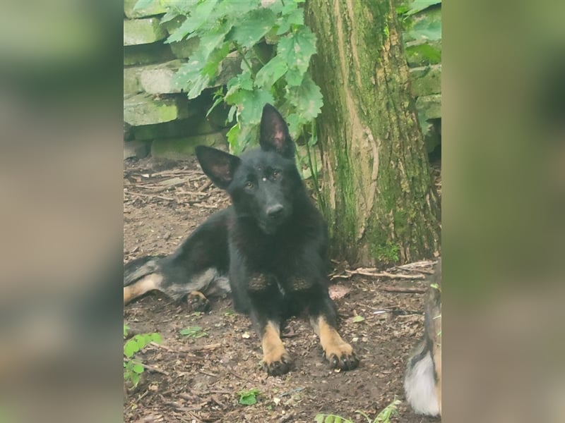 Hara - sportlich und schlau