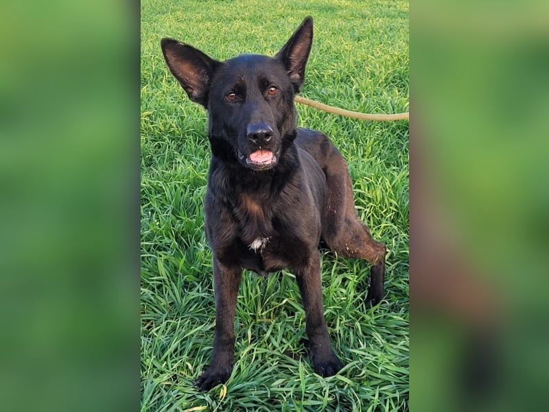 Himerra - lernwillig und neugierig