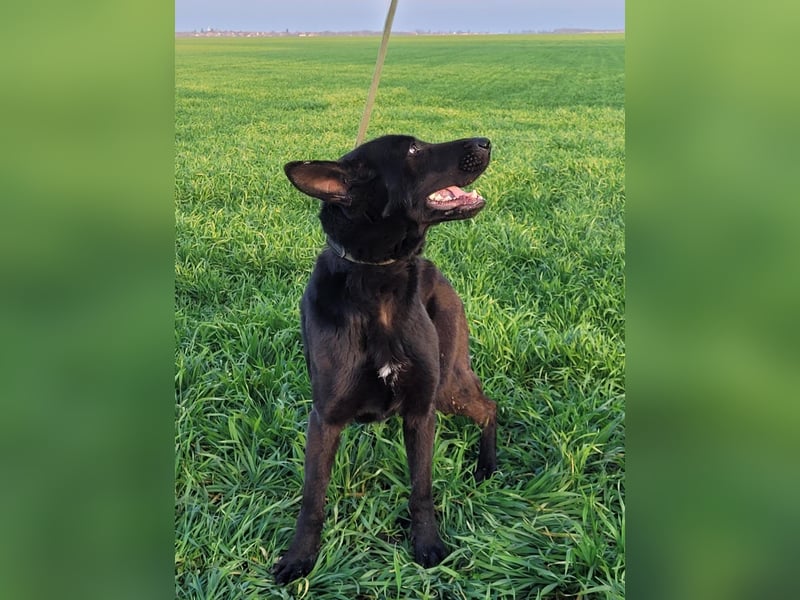 Himerra - lernwillig und neugierig