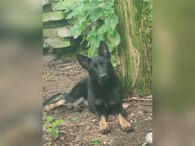 Hara - sportlich und schlau