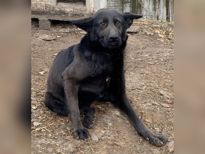 Himerra - lernwillig und neugierig