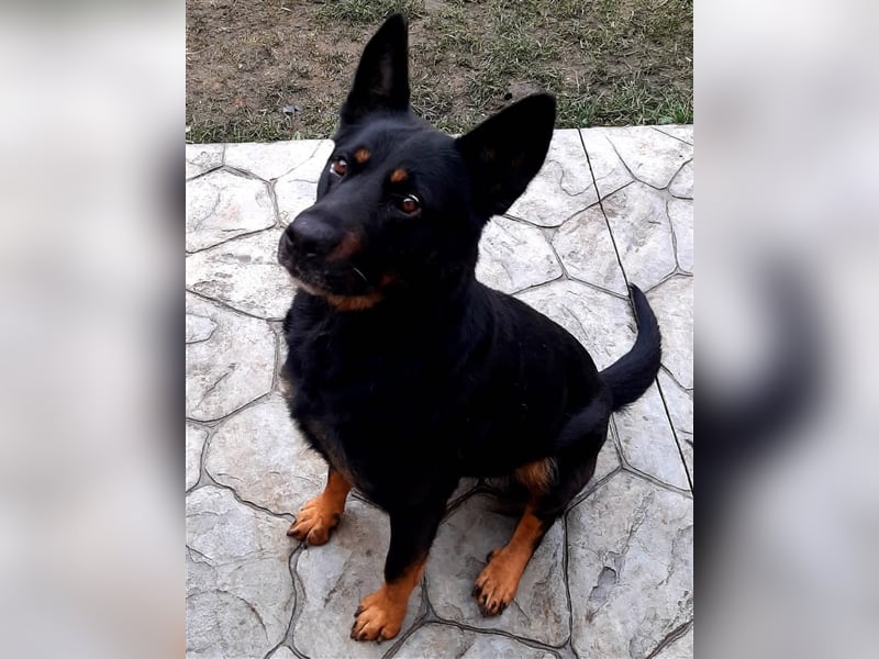 Jessy - sportlich und schlau