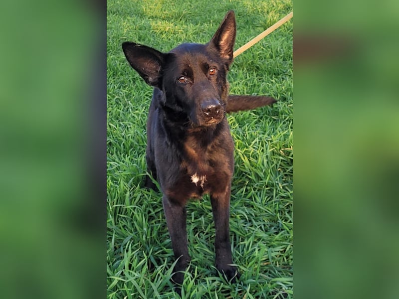 Himerra - lernwillig und neugierig