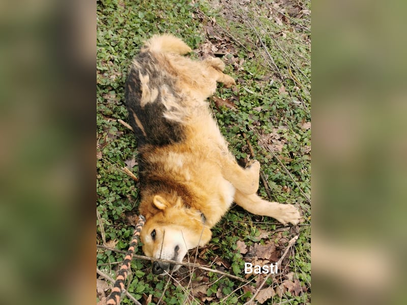 Basti möchte endlich Gras unter den Pfoten spüren dürfen