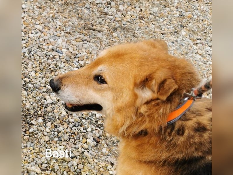 Basti möchte endlich Gras unter den Pfoten spüren dürfen