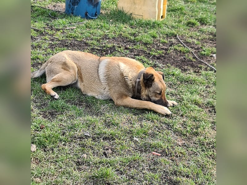 Schäferhund Mischling Hündin sucht Ihre Familie