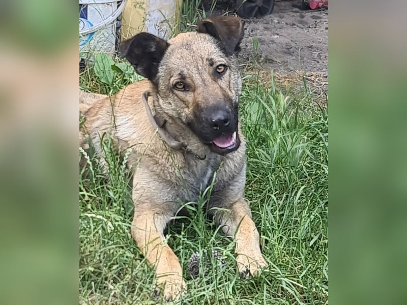 Schäferhund Mischling Hündin sucht Ihre Familie