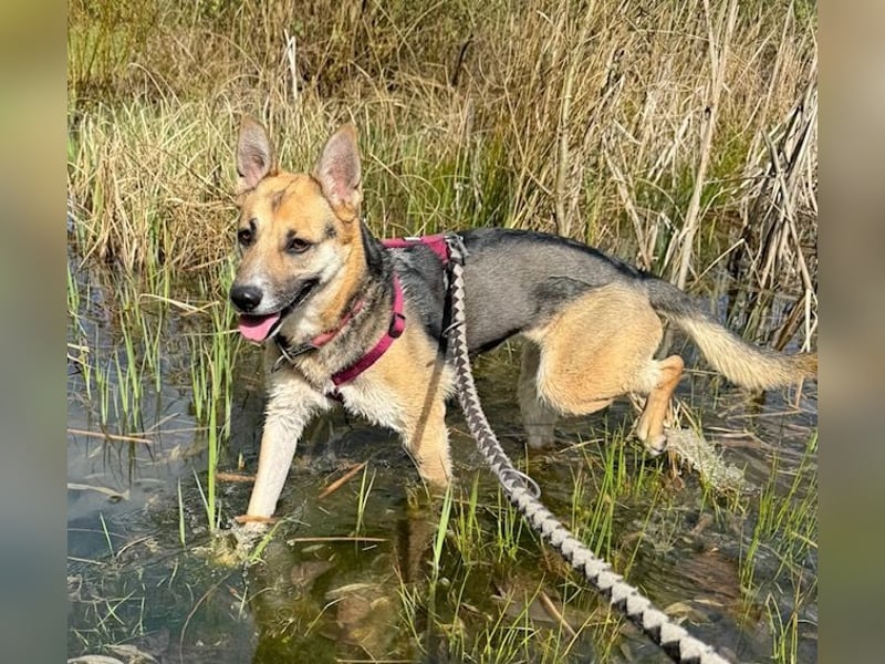 Junge bildschöne Schäfimix EVITA aus dem Tierschutz