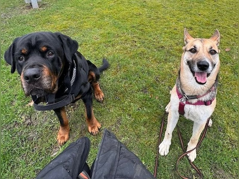 Junge bildschöne Schäfimix EVITA aus dem Tierschutz