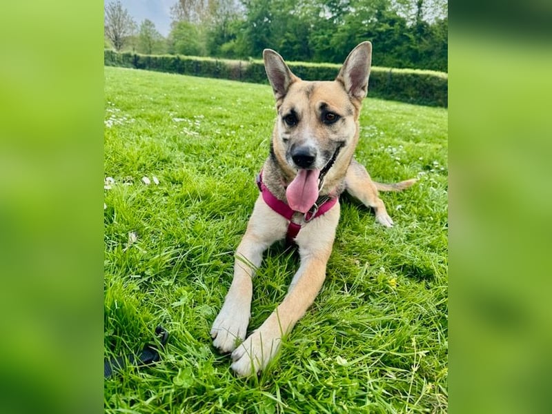 Junge bildschöne Schäfimix EVITA aus dem Tierschutz