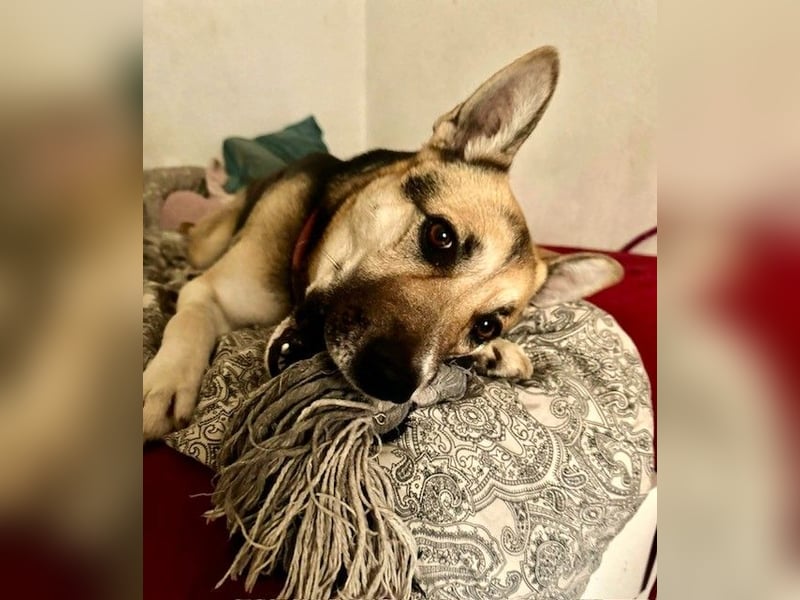 Junge bildschöne Schäfimix EVITA aus dem Tierschutz