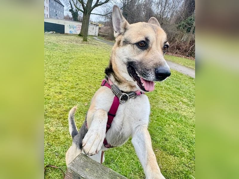 Junge bildschöne Schäfimix EVITA aus dem Tierschutz