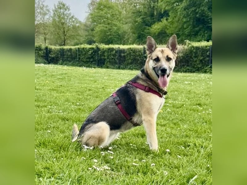 Junge bildschöne Schäfimix EVITA aus dem Tierschutz
