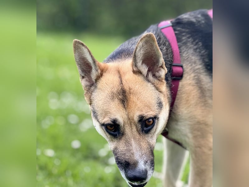 Junge bildschöne Schäfimix EVITA aus dem Tierschutz