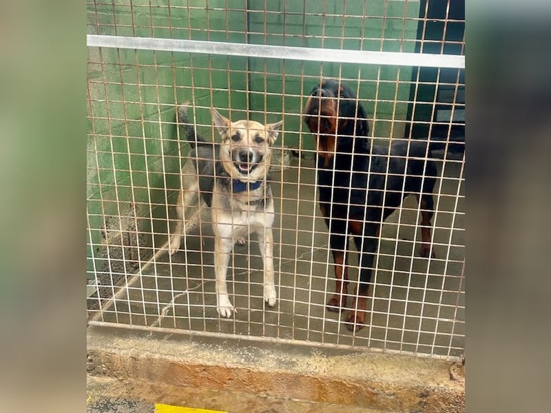 Junge bildschöne Schäfimix EVITA aus dem Tierschutz