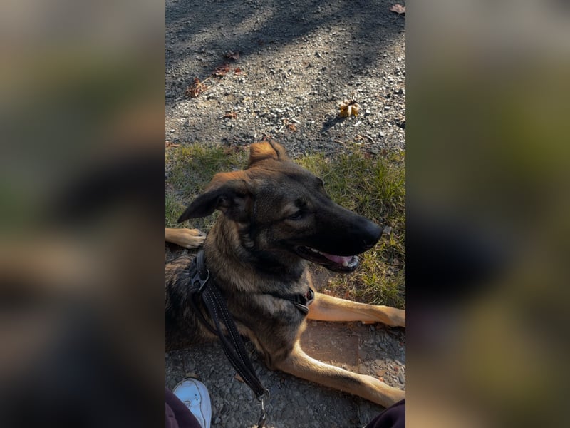 Schäferhund Labrador Mix sucht zuhause