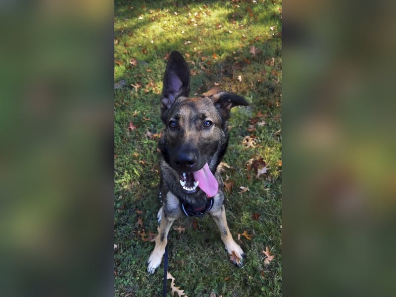 Schäferhund Labrador Mix sucht zuhause