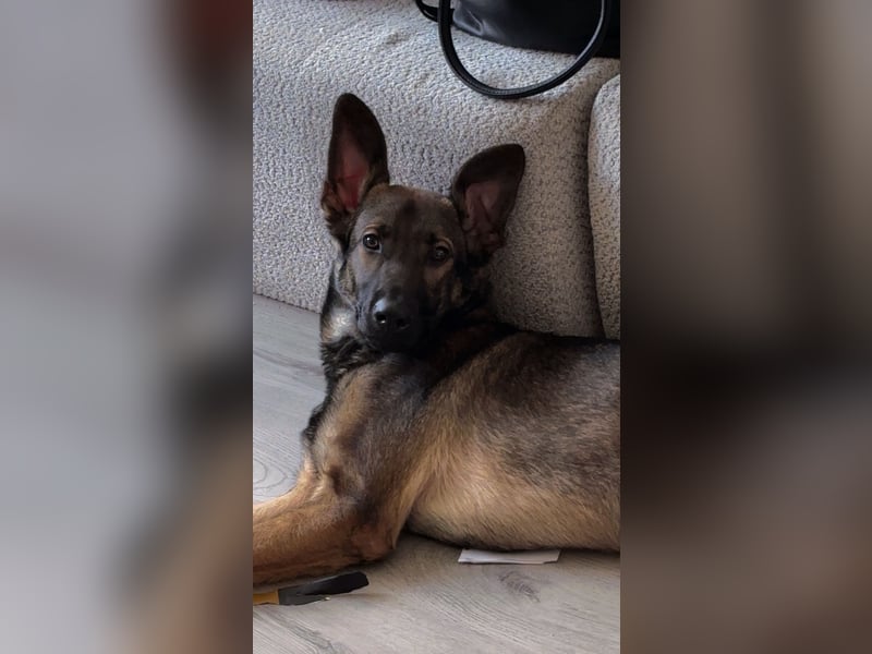 Schäferhund Labrador Mix sucht zuhause