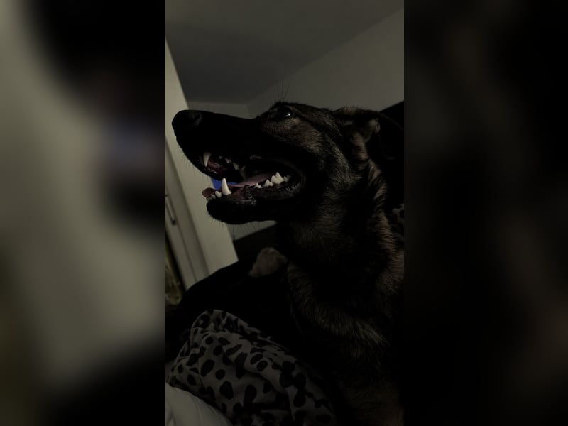 Schäferhund Labrador Mix sucht zuhause