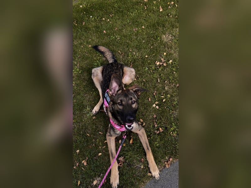 Schäferhund Labrador Mix sucht zuhause