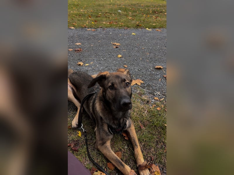 Schäferhund Labrador Mix sucht zuhause