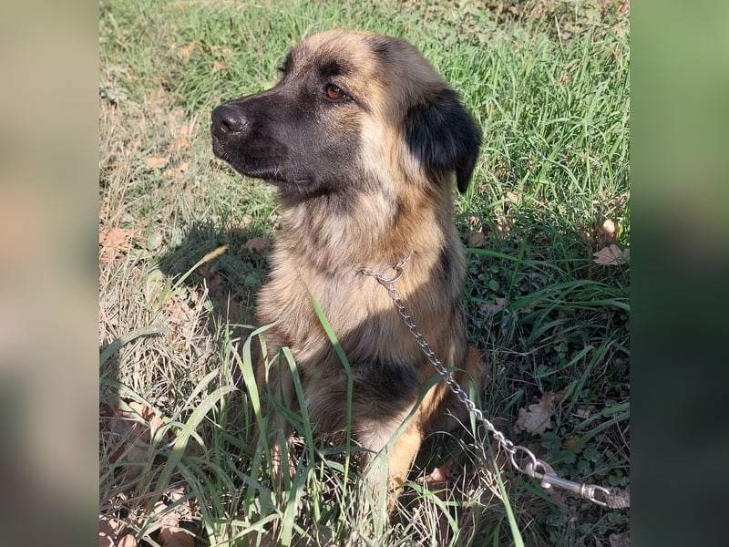 Dinko ein Goldschatz