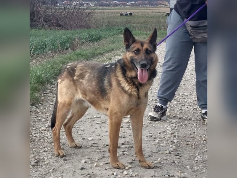 Jax braucht eine liebevolle Führung