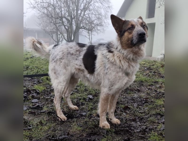 Franky ein Menschenliebender
