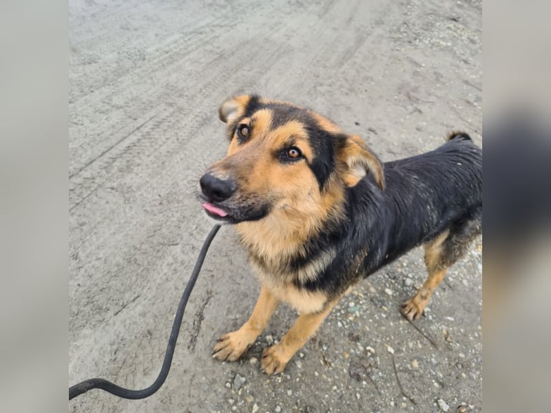 Bronco ein Traumwesen sitzt im Zwinger