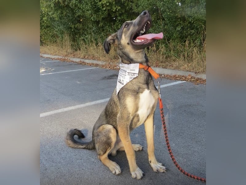 Rubble ein verspielter Kämpfer