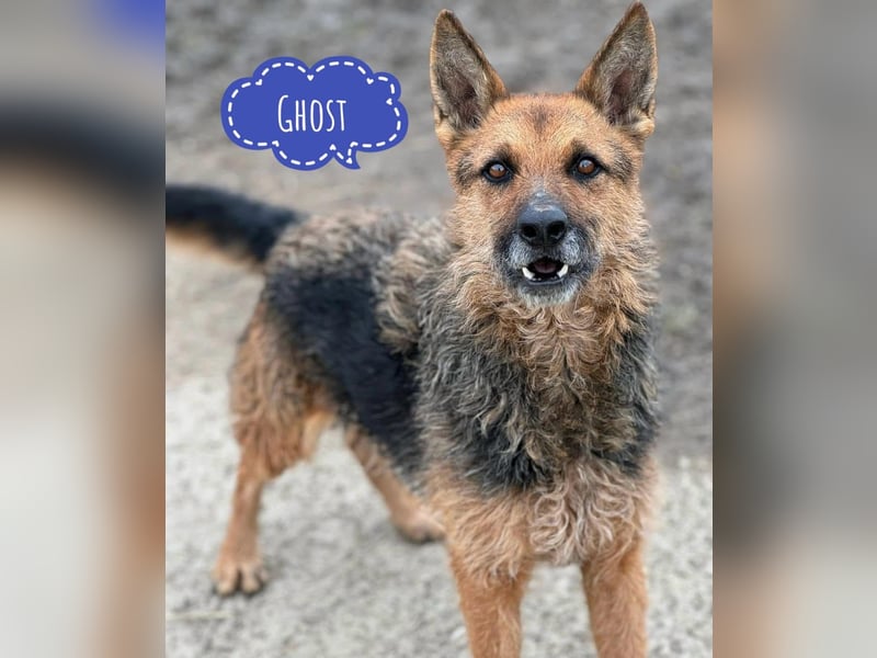 Ghost wartet seit Welpenalter