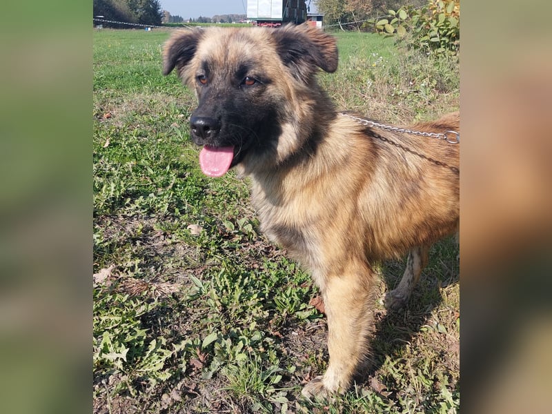 Dinko ein Goldschatz