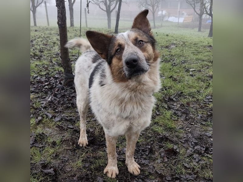Franky ein Menschenliebender