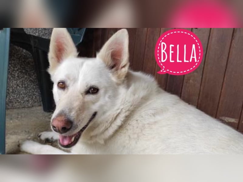 Bella die traurigste Hündin verliert ihre Menschen Bella die traurigste Hündin verliert ihre Menschen