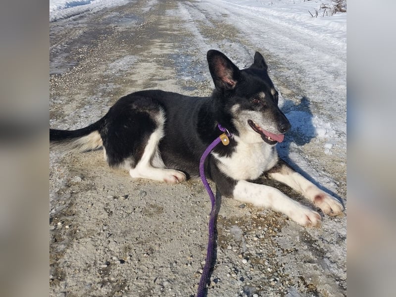 Mala eine ängstliche Hündin