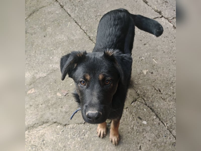 Indy ein lernwilliger Hundebub