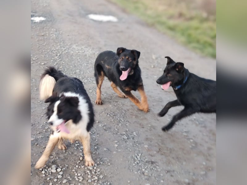 Indy ein lernwilliger Hundebub