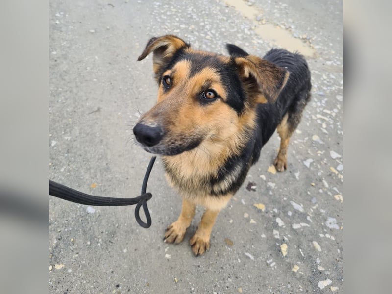 Bronco ein Traumwesen sitzt im Zwinger