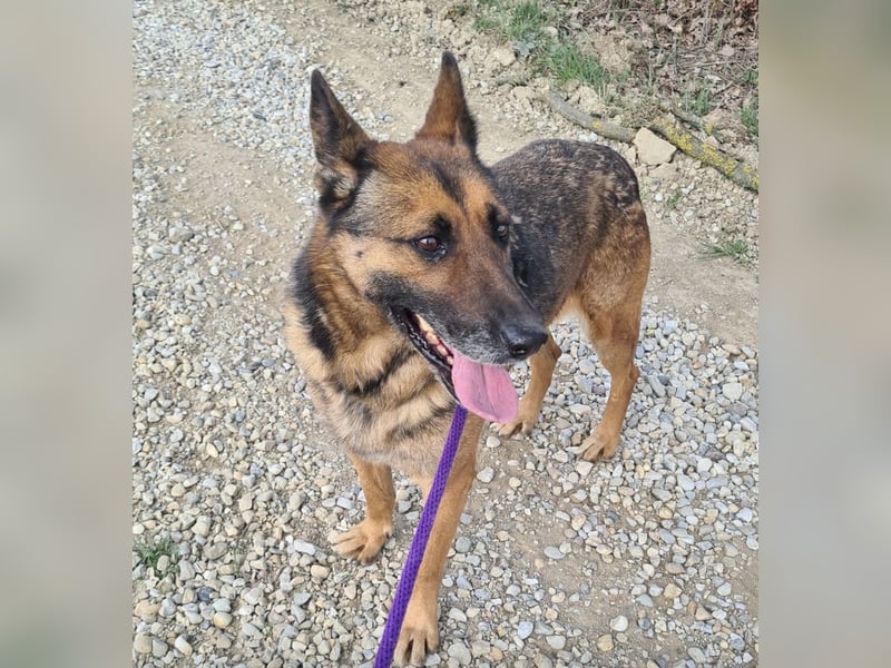 Jax braucht eine liebevolle Führung