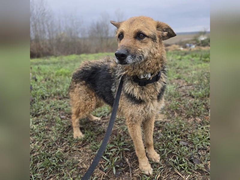 Ghost wartet seit Welpenalter