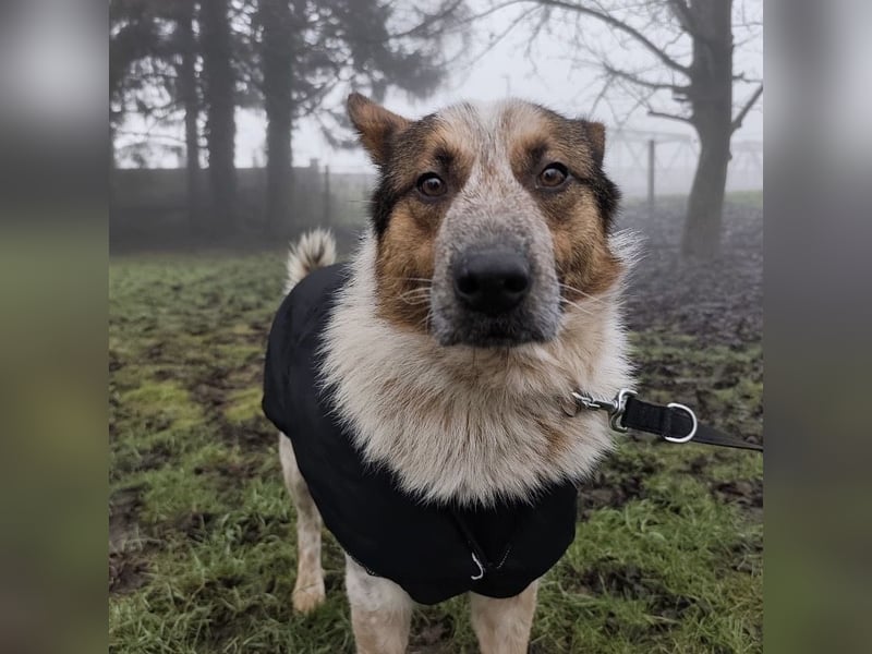 Franky ein Menschenliebender