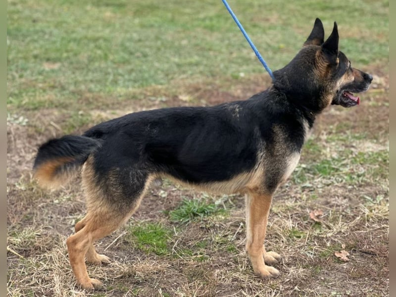 Pasha ein wundervoller Freund fürs Leben