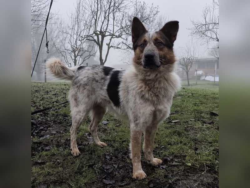Franky ein Menschenliebender