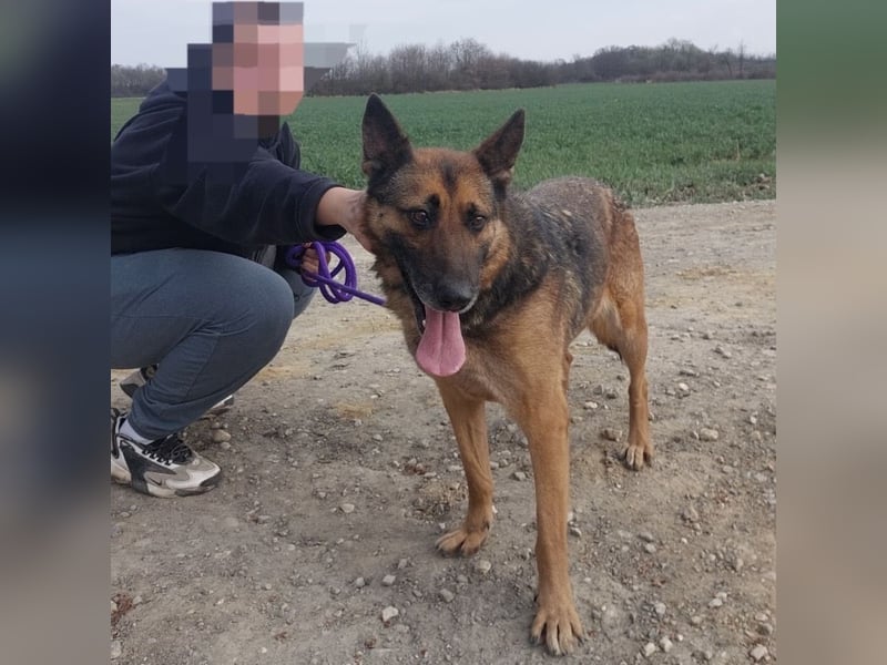 Jax braucht eine liebevolle Führung