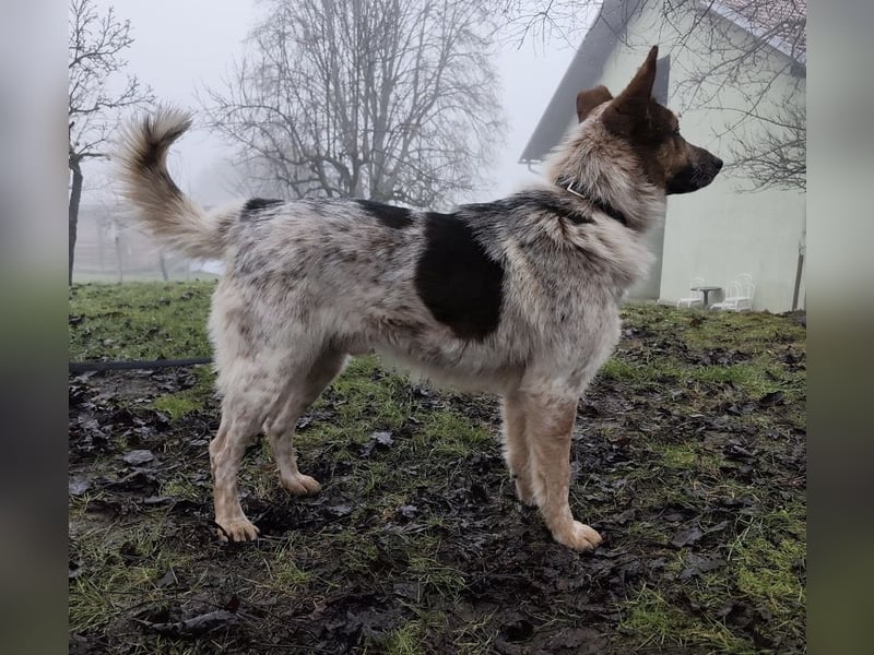 Franky ein Menschenliebender