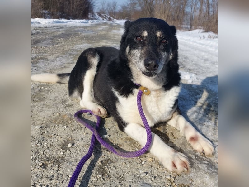 Mala eine ängstliche Hündin