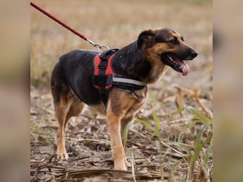 Avis eine gebrochene Seele