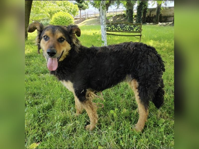 Kovu braucht viel Liebe